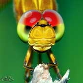 Insects have the best vision in the animal world