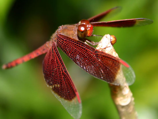 Insects just need to be scared to die