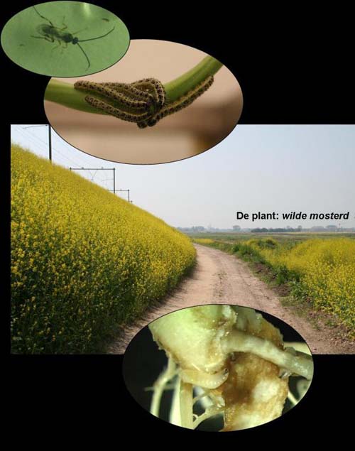 Insects 'make phone calls' to each other through leaves