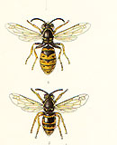 Insects making medicine