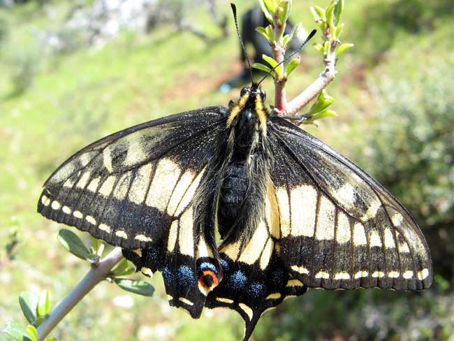 Insects: neglected victims of climate change