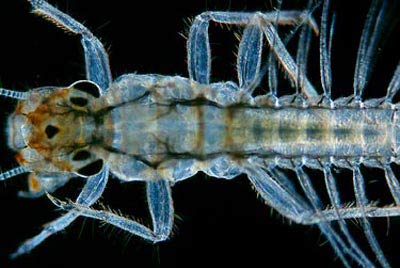 Insects: The respiratory system is optimized