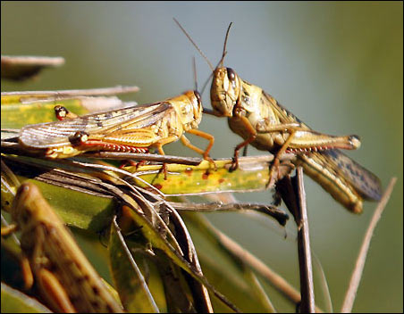 Insects: The weapon of harm to terrorists