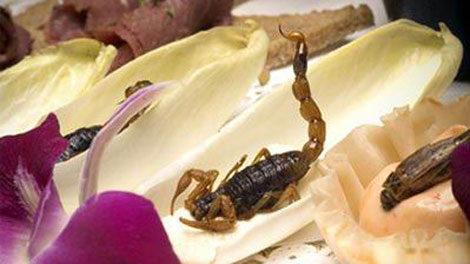 Insects will be the future food supply?