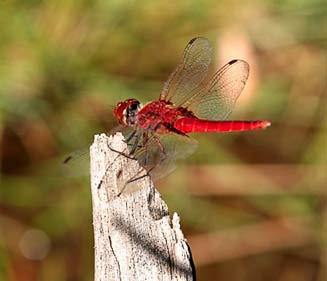 Insects will grow huge if the earth has plenty of oxygen