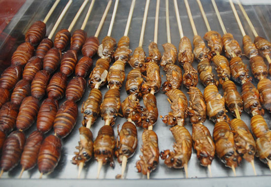 Insects will save Europe from starvation