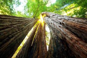 Insert selected DNA sequences into plants