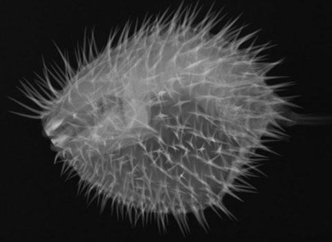 Inside the fish body