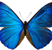 Inspired electronic butterfly material