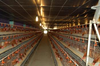 Install bio-gas powered generators at 42 farms