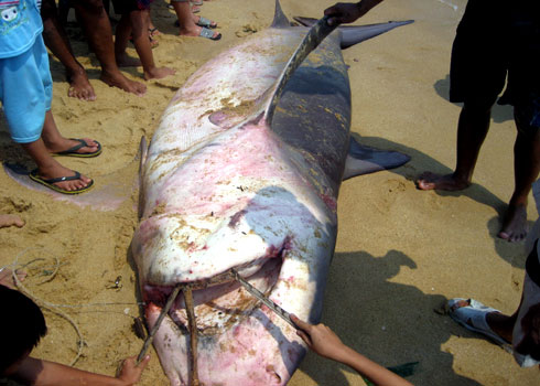 Installing a shark warning system in Binh Dinh