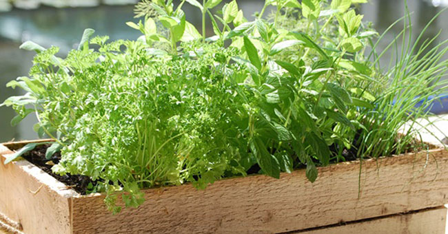 Instructions for planting clean herbs at home