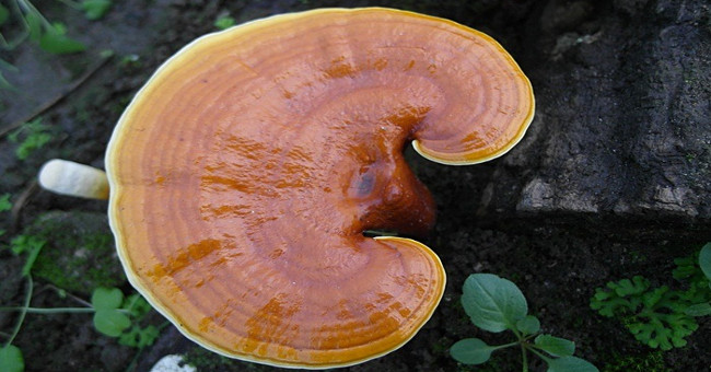 Instructions for using Ganoderma properly