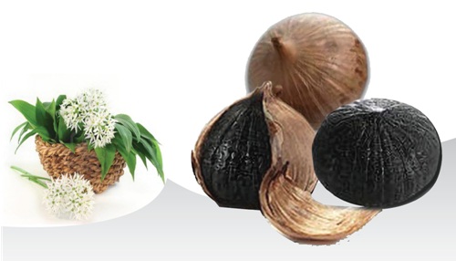 Instructions on how to ferment black garlic for healing