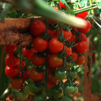 Instructions on how to grow and care for cherry tomatoes that produce fruits throughout the year