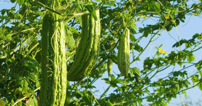 Instructions on how to grow bitter melon fruit at home