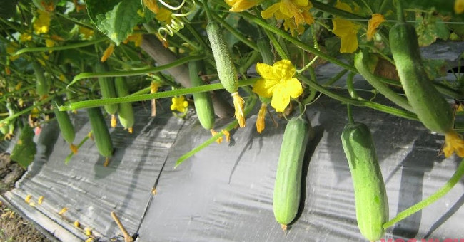 Instructions on how to grow cucumbers in pots safely and wrongly