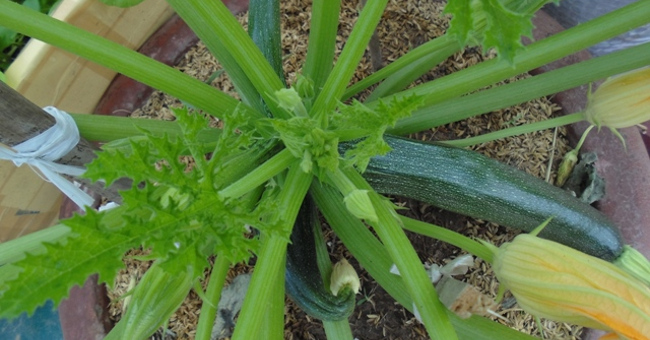 Instructions on how to grow squash for high productivity