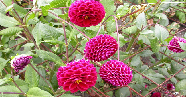 Instructions on how to plant dahlia flowers to bloom on Tet holiday
