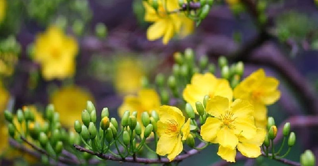 Instructions on how to take care of apricot flowers after Tet