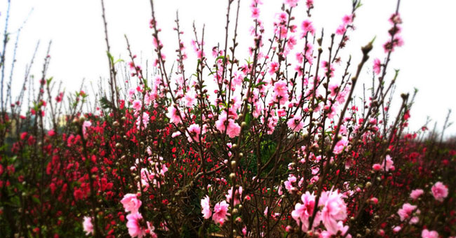 Instructions on how to take care of cherry blossoms after Tet