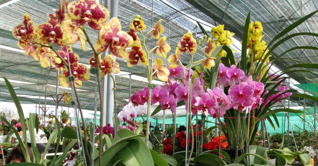 Instructions on how to take care of lake orchid after Tet