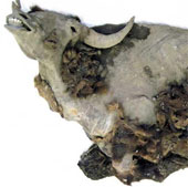 Intact wild boar buried 10,000 years