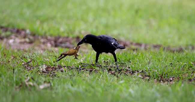 Intelligent crows seek to eat poisonous sugar cane toad meat