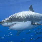 Intelligent salvage alert shark attack