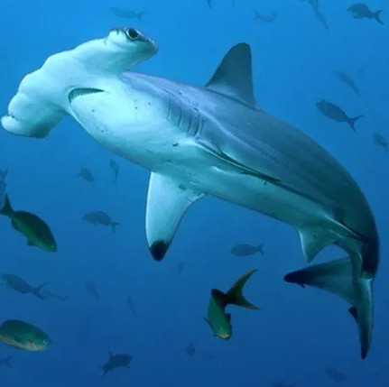 Intense vitality of living creatures at
