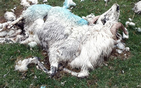 Interesting animal slaughtered cattle in England