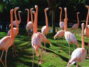 Interesting animals