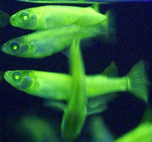 Interesting artificial glowing animals