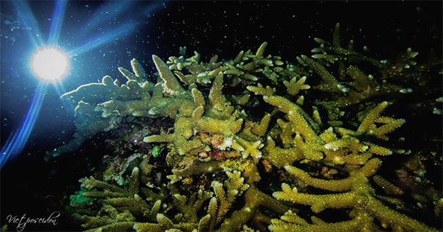 Interesting coral spawn a single day of the year