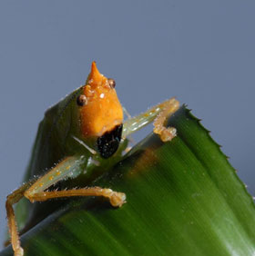 Interesting discovery about grasshopper ears