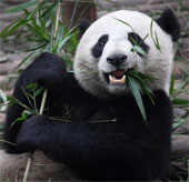Interesting discovery about the sweet taste of pandas