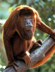 Interesting discovery of ancient animal species