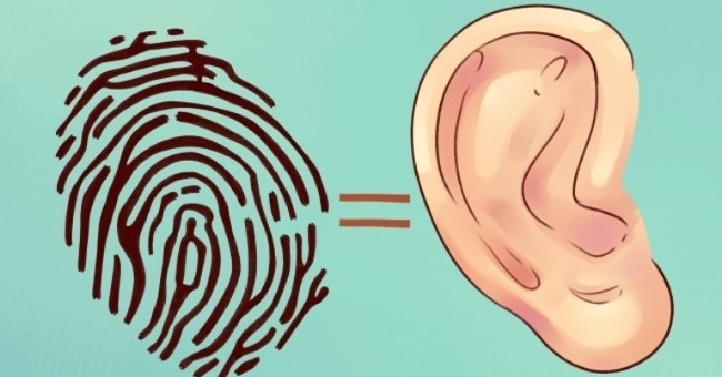 Interesting facts about ears most people don't know