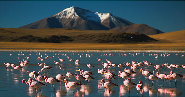 Interesting facts about flamingos