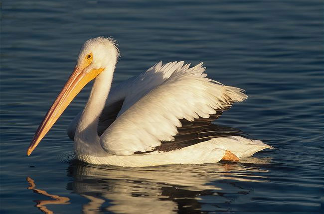 Interesting facts about giant birds