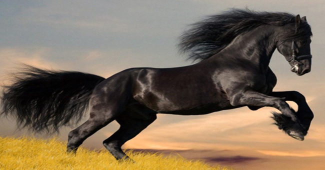 Interesting facts about horses