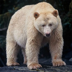 Interesting facts about little-known bears