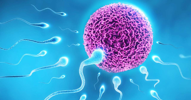 Interesting facts about ovulation days in women