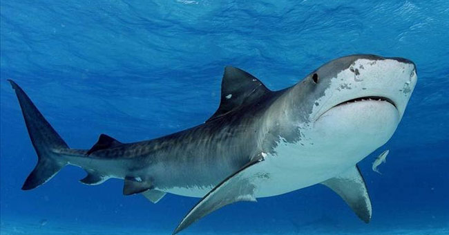 Interesting facts about sharks surprise you