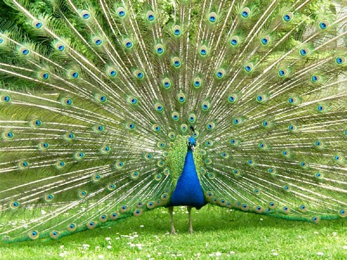 Interesting facts about the public tail