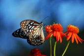 Interesting facts that few people know about butterflies