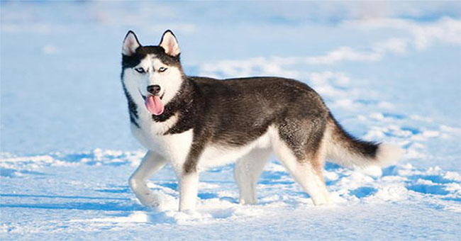 Interesting features of Husky breed