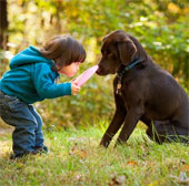Interesting finding: Dogs also know how to be jealous like humans