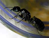 Interesting findings about ants