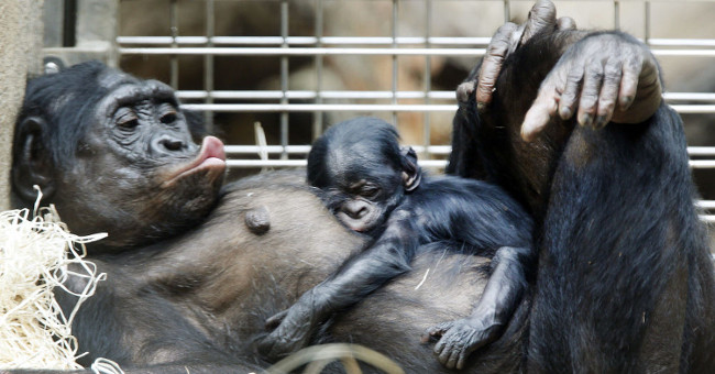 Interesting findings about chimp's sleeping place